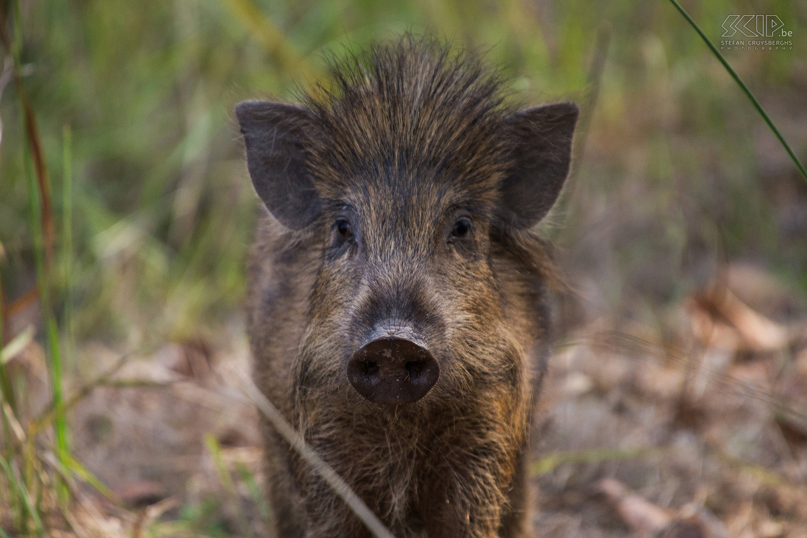 Bandhavgarh - Wild pig  Stefan Cruysberghs